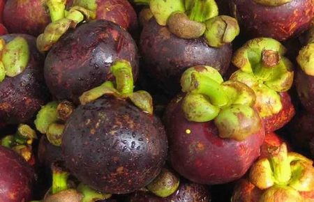 葡萄成熟时掉粒是什么原因
